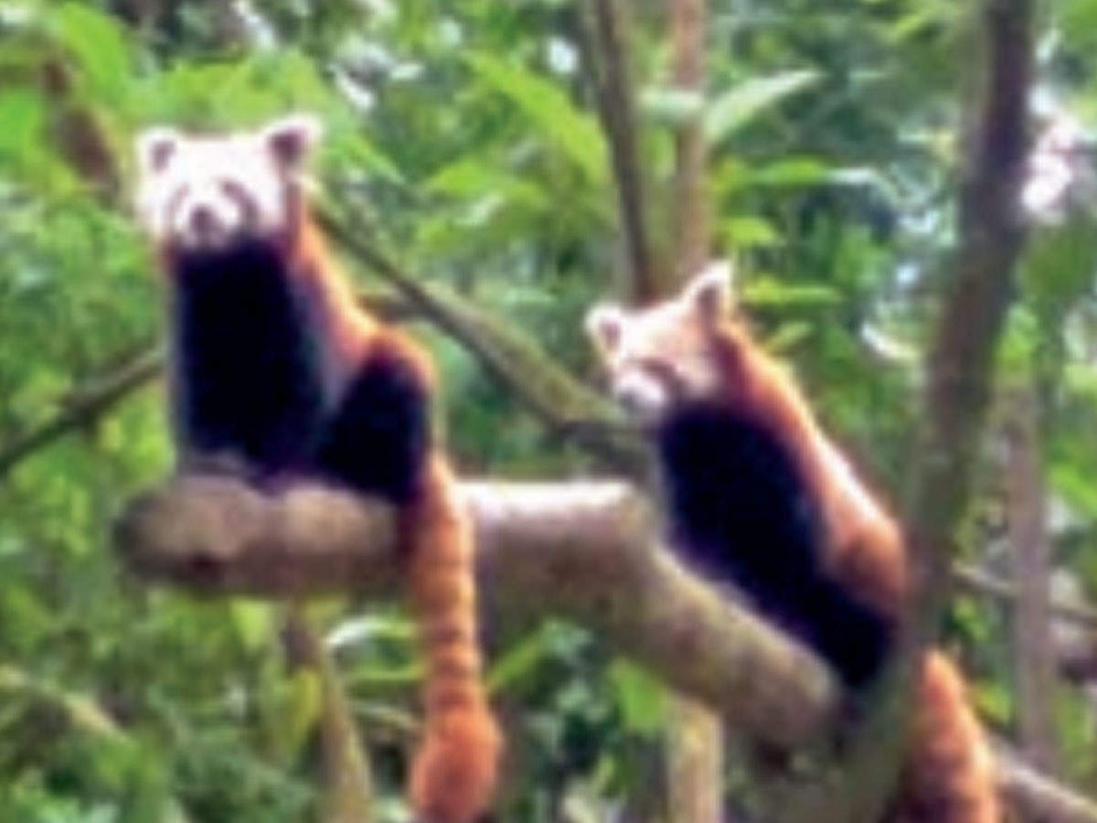 Red pandas at the Darjeeling zoo
