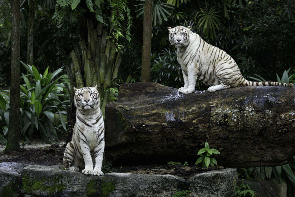 Discovering Rewa, home to Asia’s largest solar power plant and white tigers!
