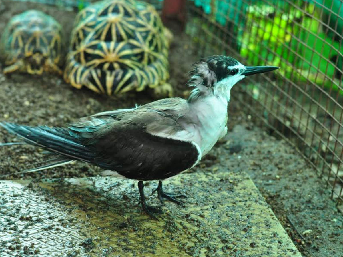 A rare visitor who flew into Thane has left bird lovers wide-eyed. 
