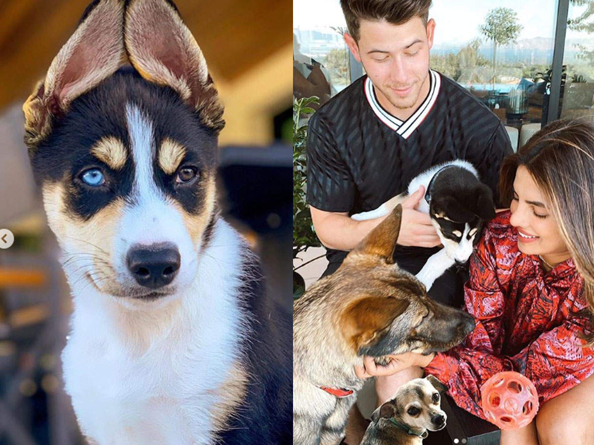 Priyanka Chopra and Nick Jonas spoil their dog with a Tiffany & Co