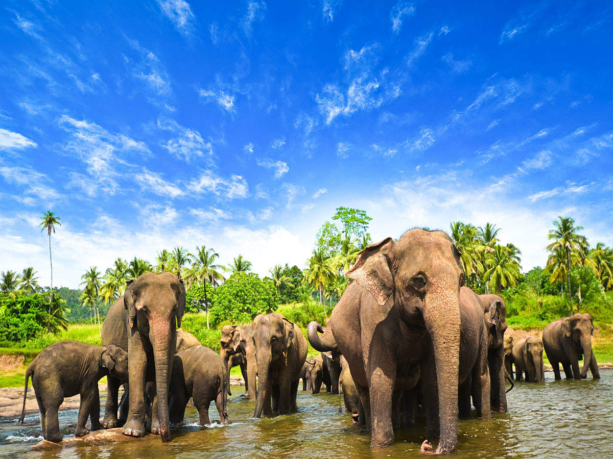 Chandaka Elephant Sanctuary in Odisha is a heaven for elephants lovers