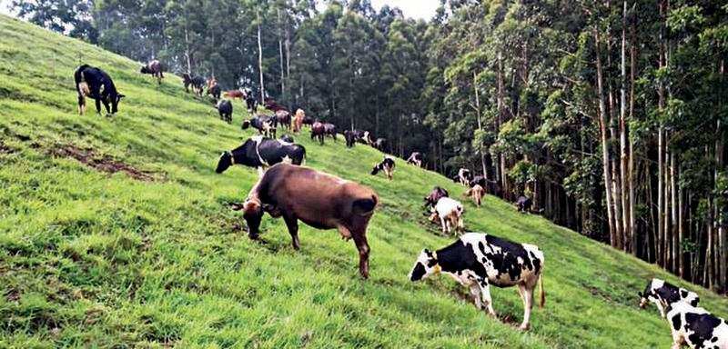 Milk production has increased by over 1 lakh liters per day now  in the Malabar region alone compared to pre-lockdown months.