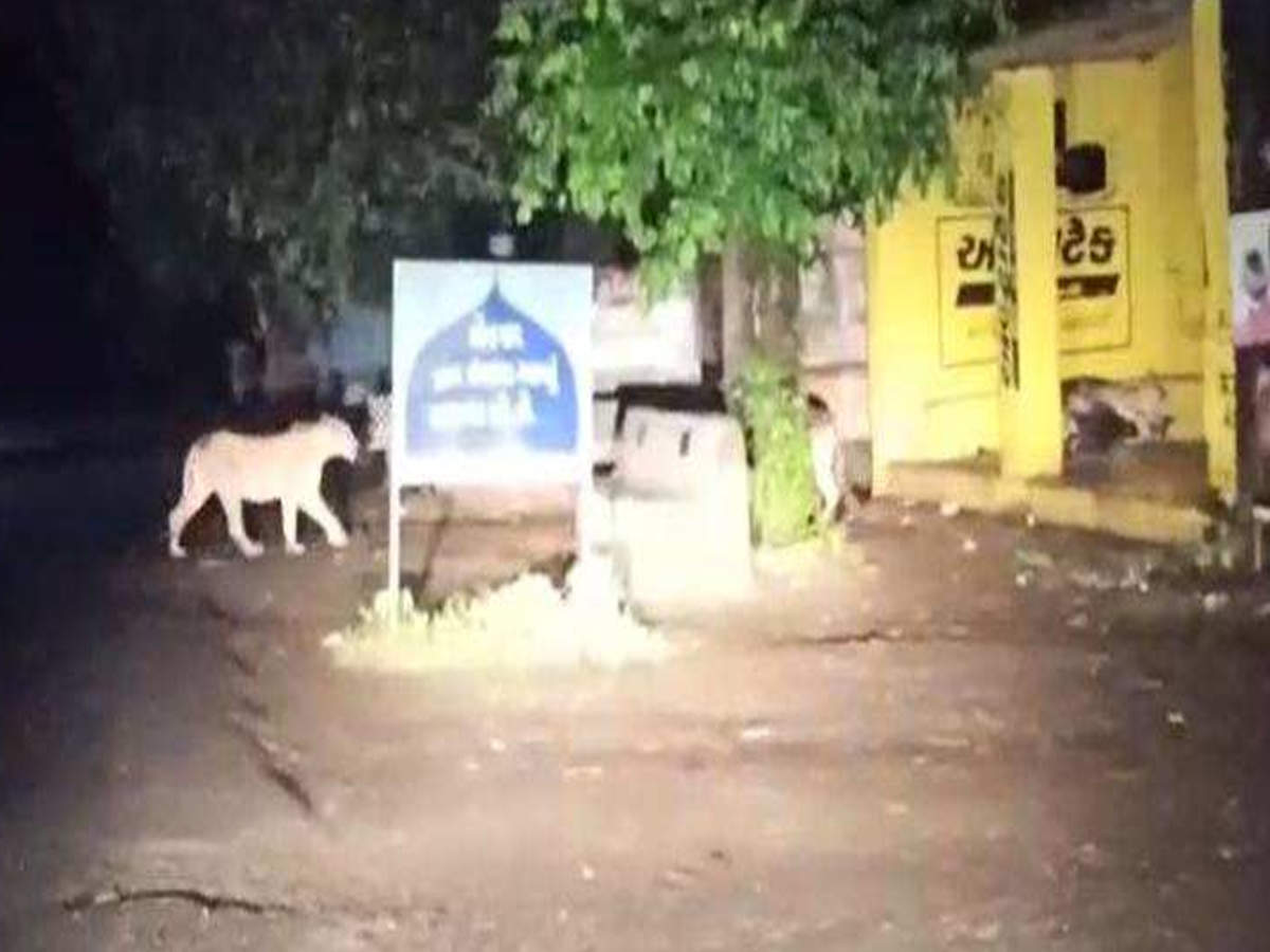 Gujarat: Three lions prey on donkey in village bus stop near Dhari | Rajkot  News - Times of India
