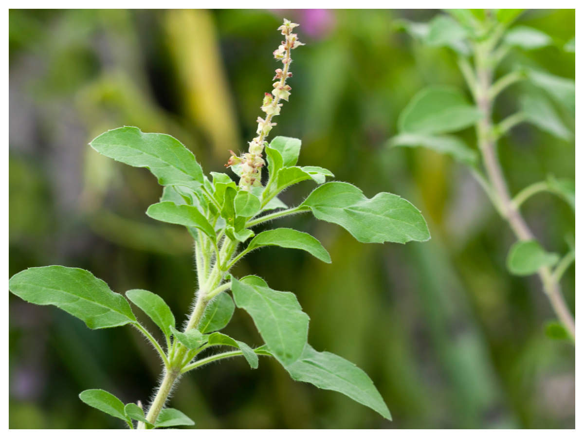 types of tulsi and the best way to use them for immunity and