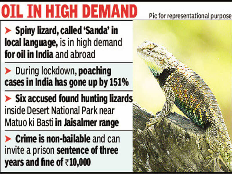 Six arrested for poaching 23 spiny lizards at DNP | Jaipur News - Times of India Six arrested for poaching 23 spiny lizards at DNP | Jaipur News - Times of India
