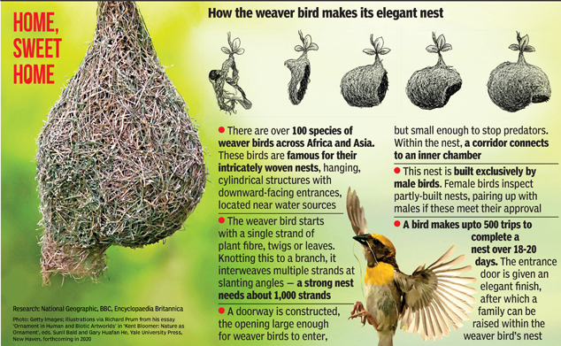 A guide to bird nests: how, where and why birds make nests - Discover  Wildlife