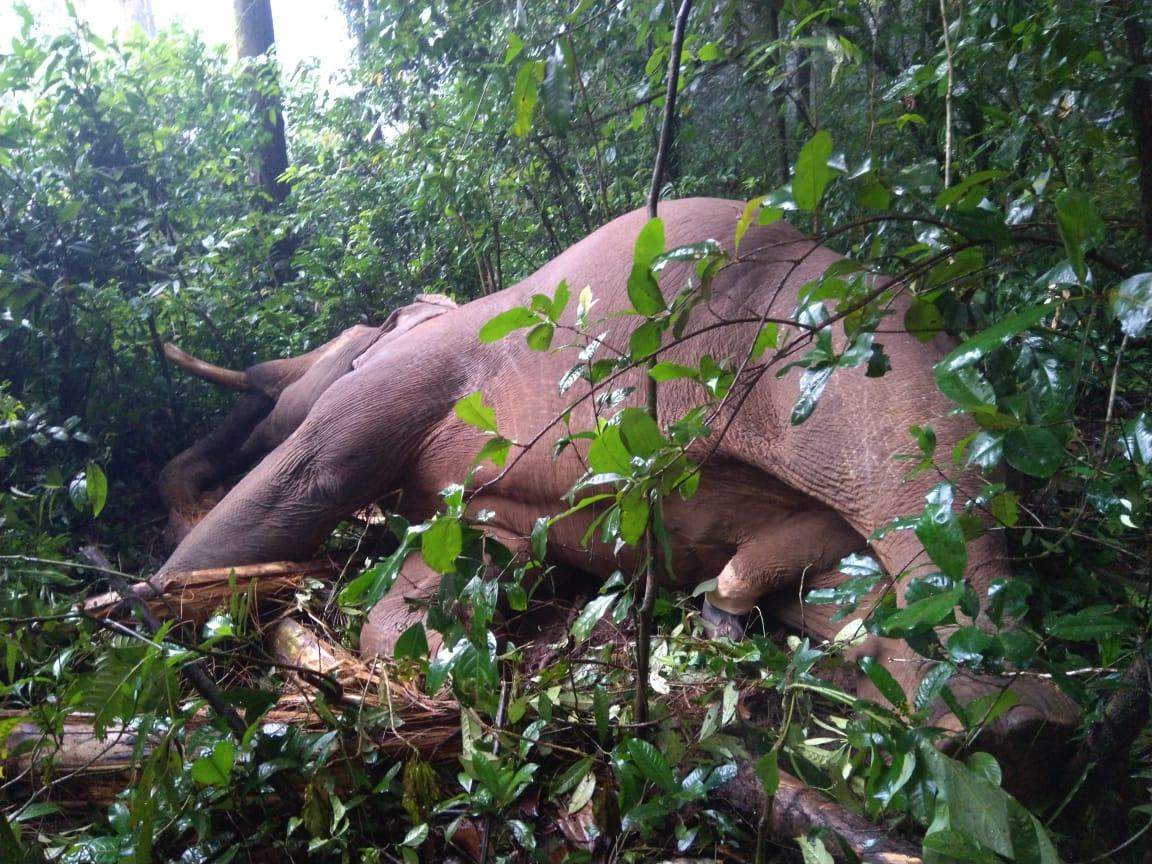 Forest officials said the tusks of the elephant were intact and the cause of death was electrocution.