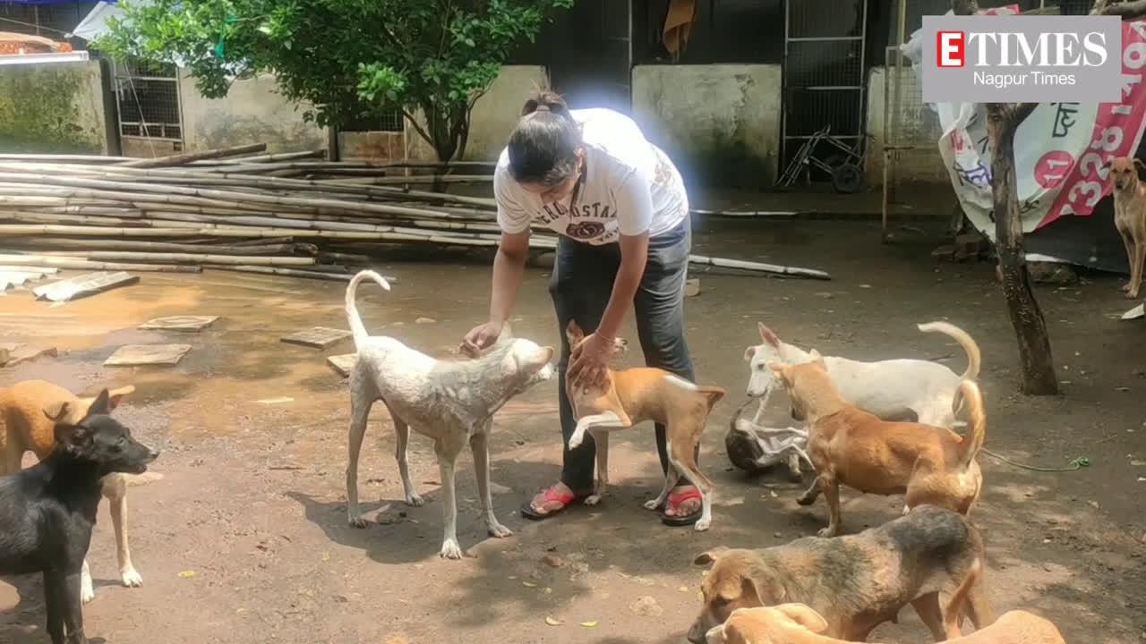 Animal activists protect dogs from monsoon woes | Nagpur - Times of India  Videos