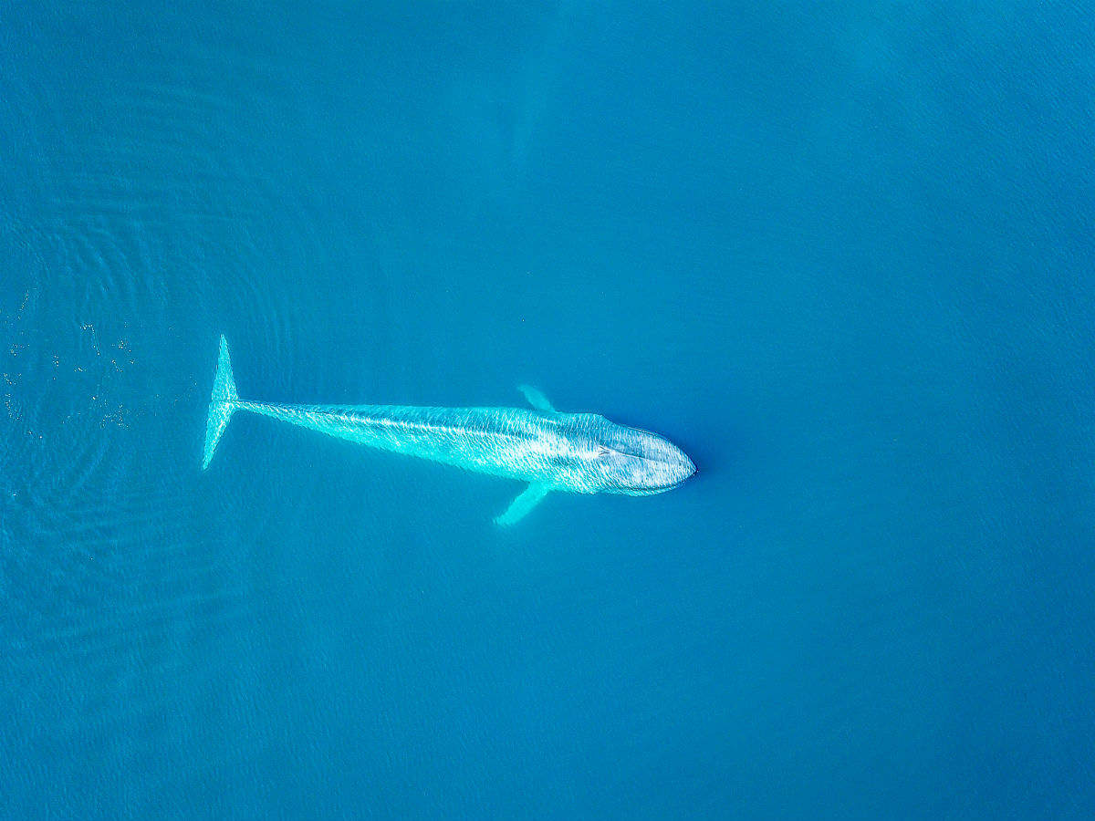 Photographer in Sydney captures a rare blue whale seen only for the third time in a century!