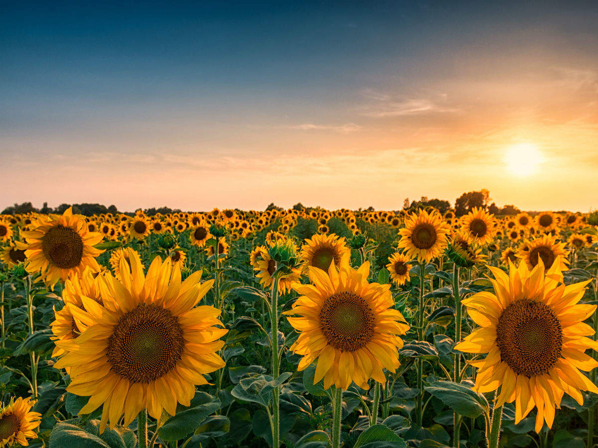New attraction in Wisconsin: A farmer plants more than 2 million sunflowers to bring joy in the year of pandemic
