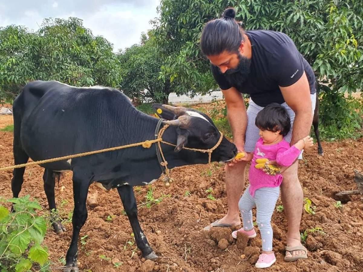 Aww-dorable! Yash and his daughter feed cow in the farmhouse | Kannada  Movie News - Times of India