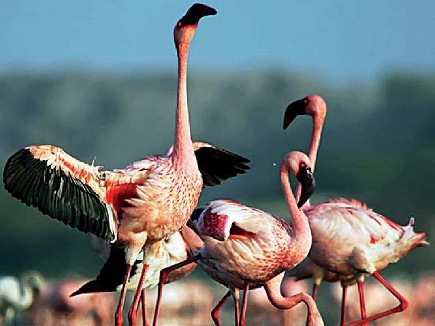 INTREPID VOYAGERS: Flamingos fly all the way from southern Europe and east Africa to coastal India