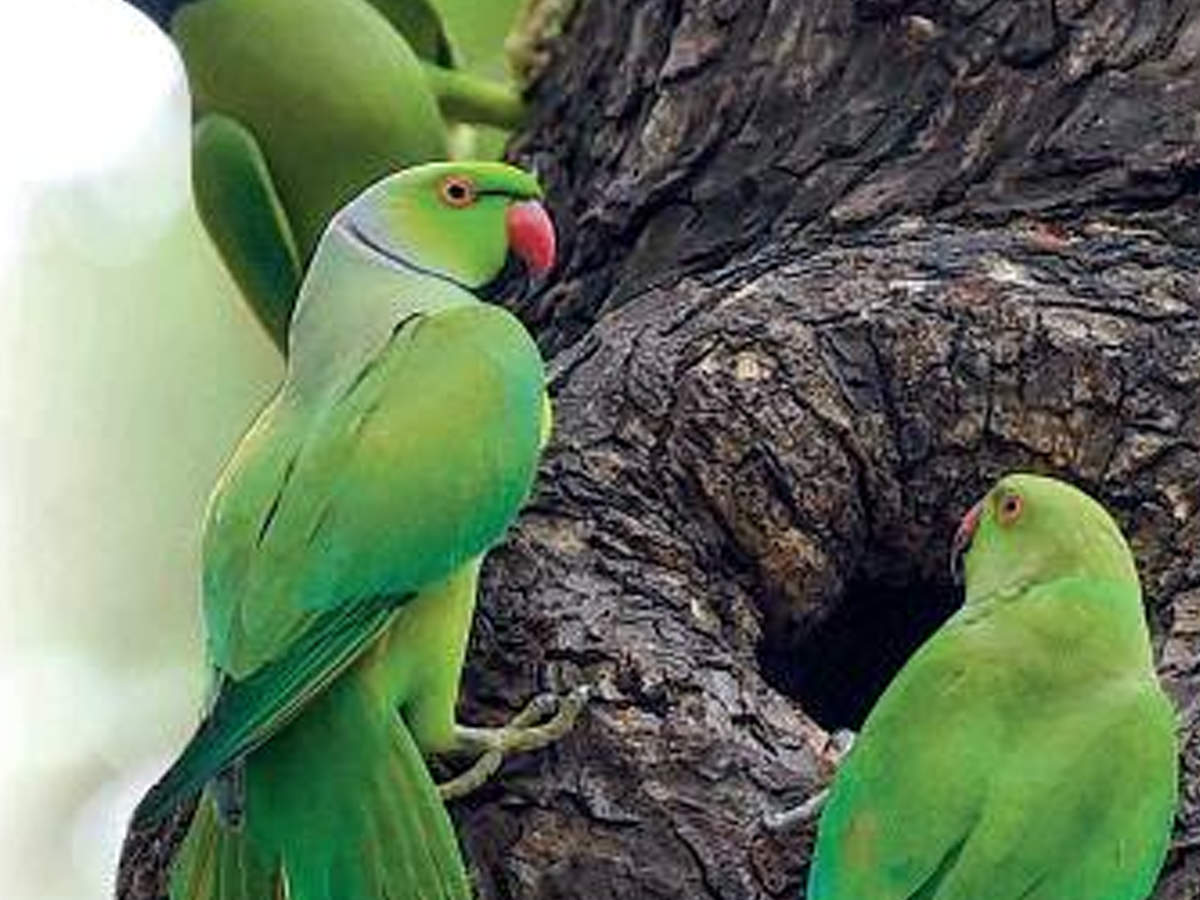 Parrots of Pondy Bazaar | Chennai News - Times of India