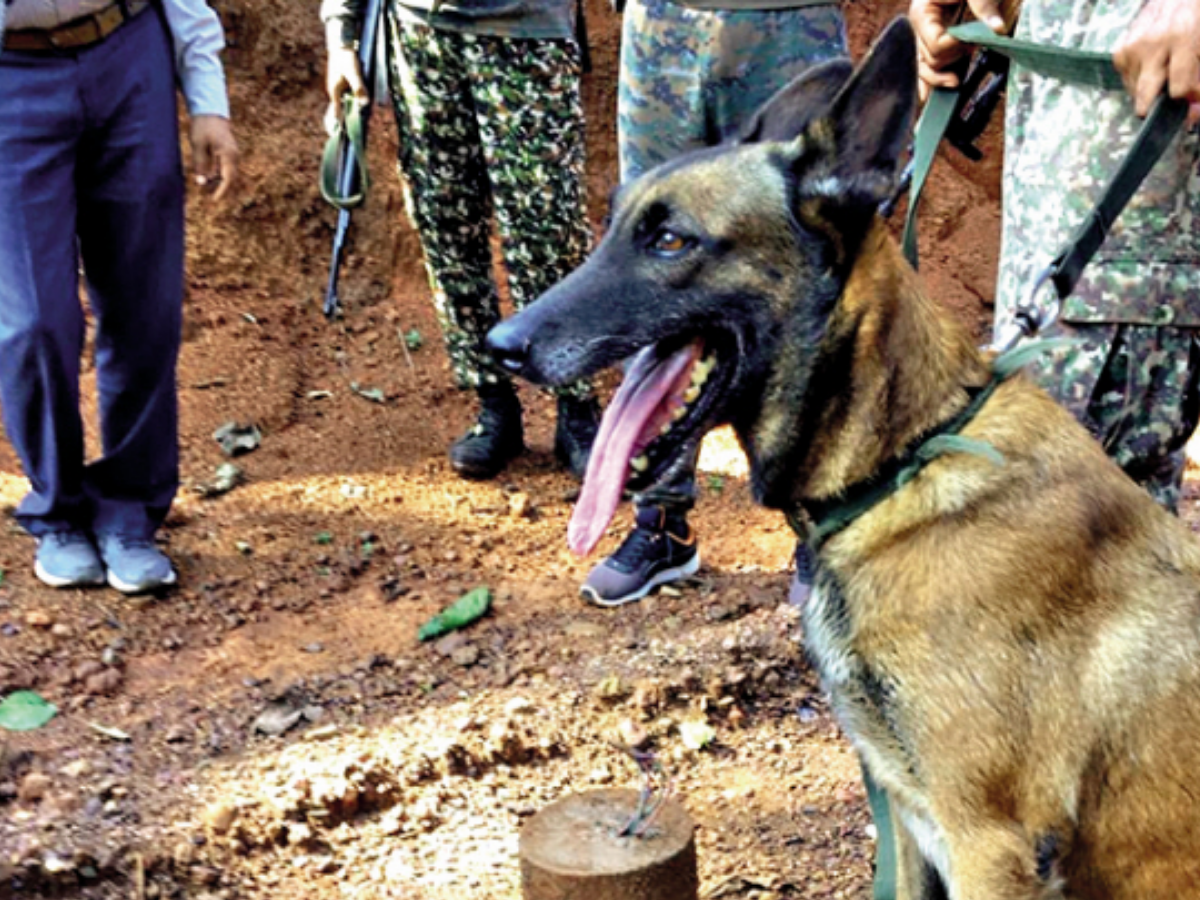 Itbp Dog Sophia Foils Ied Blast In Rajnandgaon Saves Many Lives Raipur News Times Of India