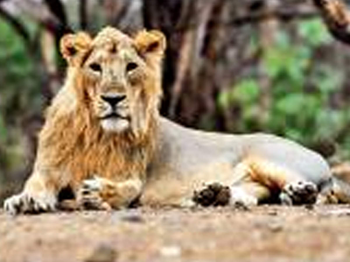 Asiatic lions of Gujarat may henceforth no longer be considered vastly different from their counterparts in central and west Africa.