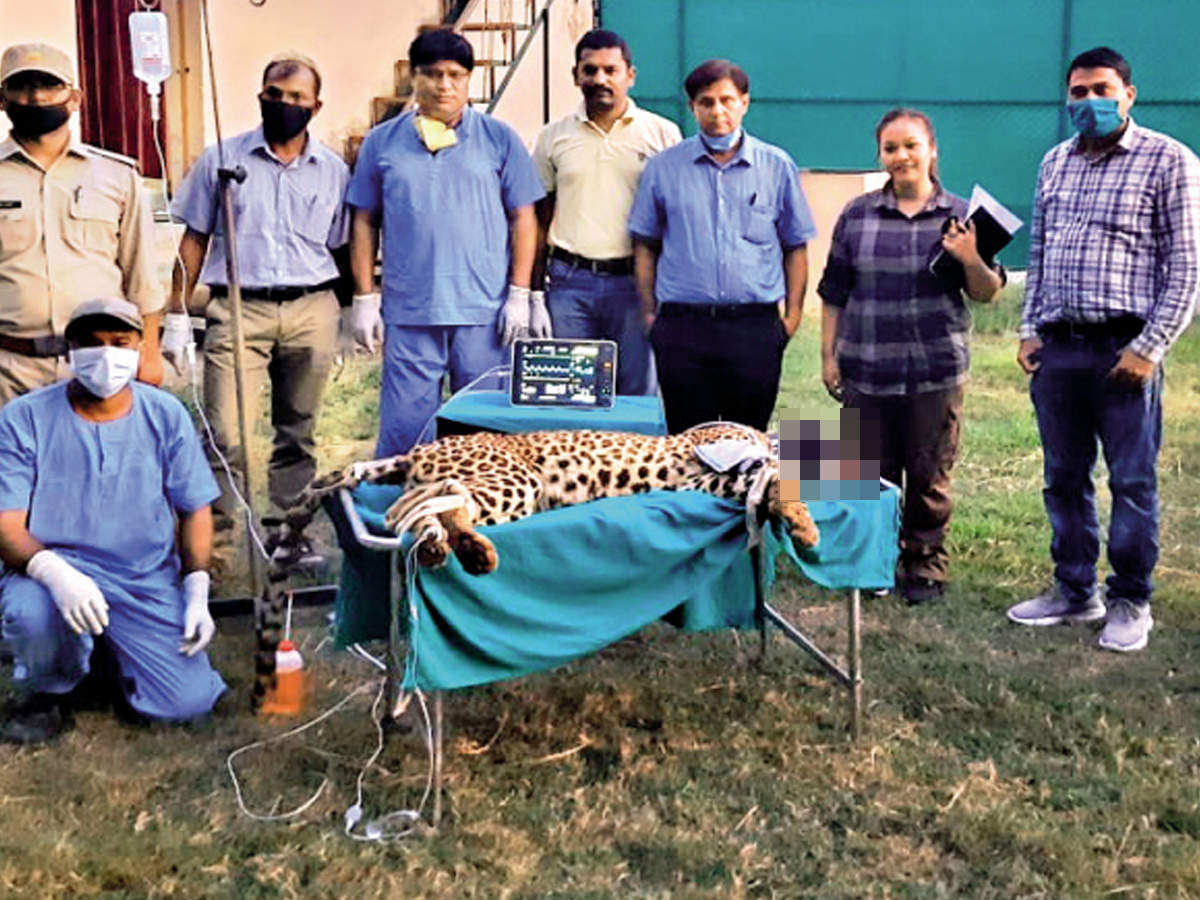 The leopard after being radio collared