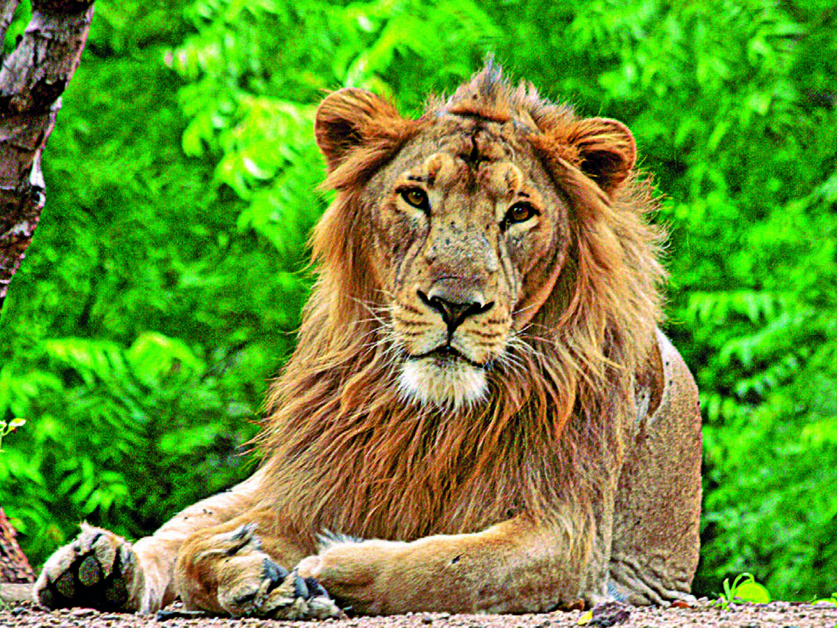 ONCE A KING: The lion which dominated northwestern India now finds its habitat perilously shrunken. (Photo: Getty Images)