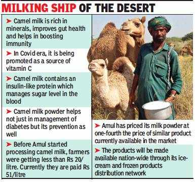 Amul Forays Into Camel Milk Ice Cream Milk Powder Vadodara News Times Of India