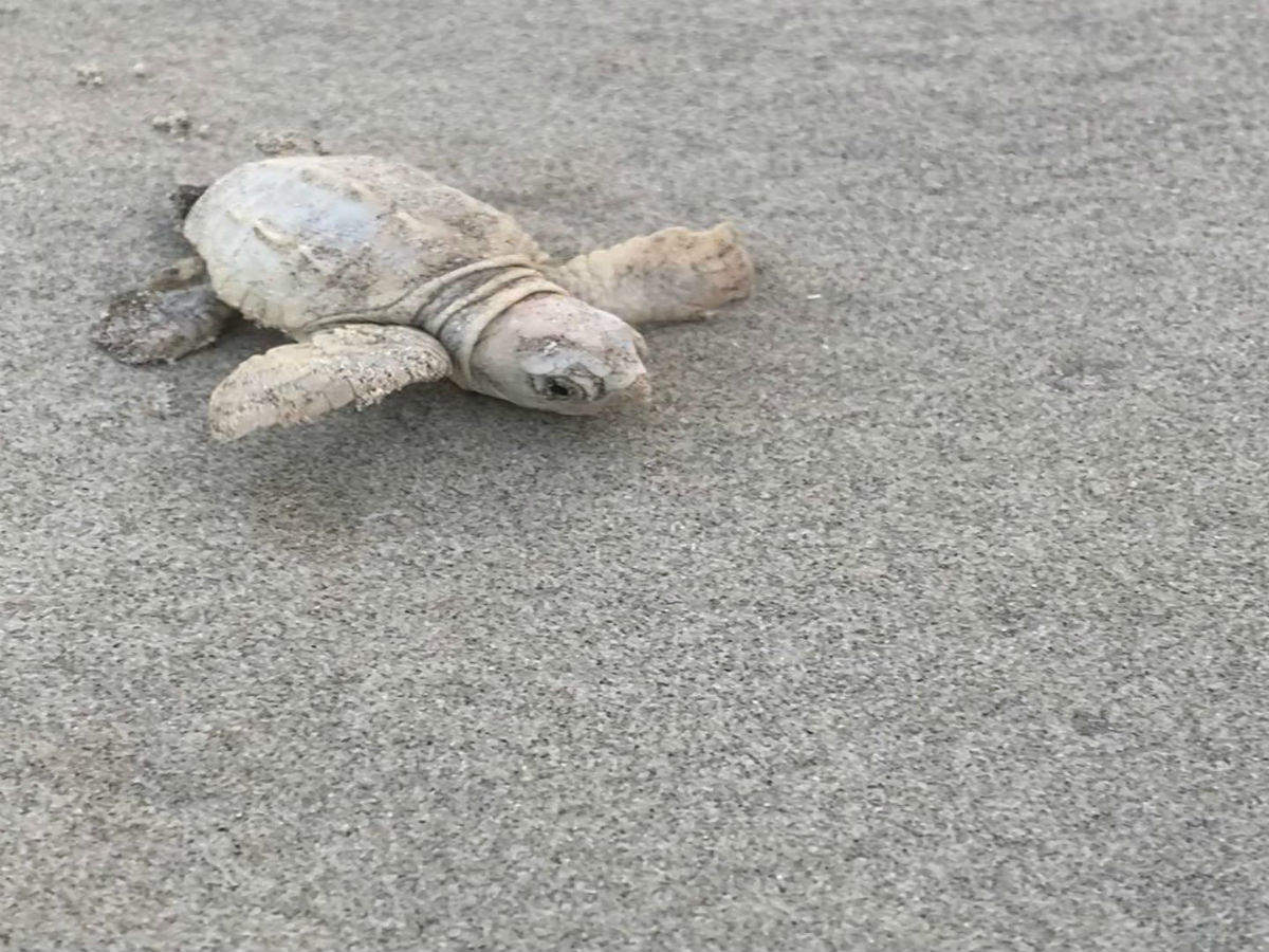 A beautiful rare white sea turtle discovered on South Carolina beach; pictures go viral