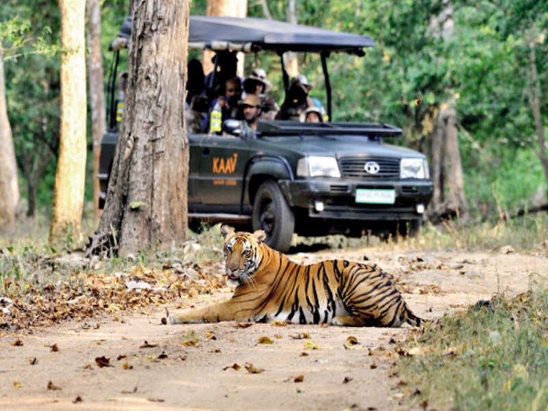 A file picture of tiger spotting during a safari in Nagarhole forest