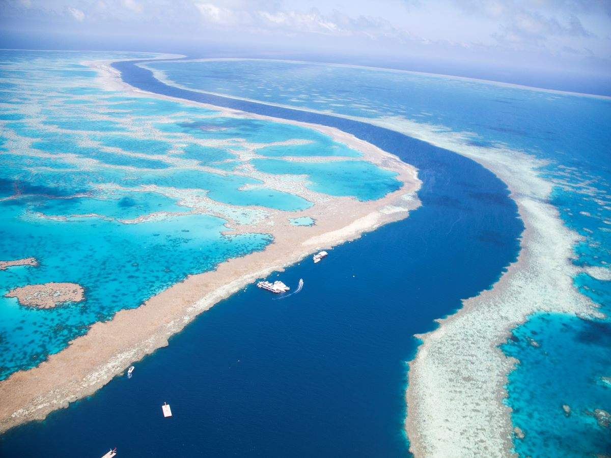 Coral reef taller than the Eiffel Tower discovered in the Great Barrier Reef!