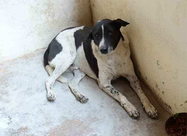 Story of 3 dogs who came home against all odds | India News - Times of India Story of 3 dogs who came home against all odds | India News - Times of India