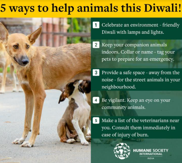 Make this Diwali happy for animals too, urges HSI India | Mumbai News -  Times of India