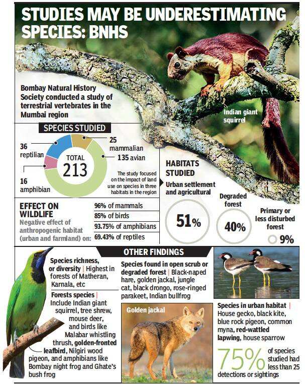 Fauna in red: 96% mammalian species show decline in Mumbai metropolitan region | Mumbai News - Times of India Fauna in red: 96% mammalian species show decline in Mumbai metropolitan region | Mumbai News - Times of India