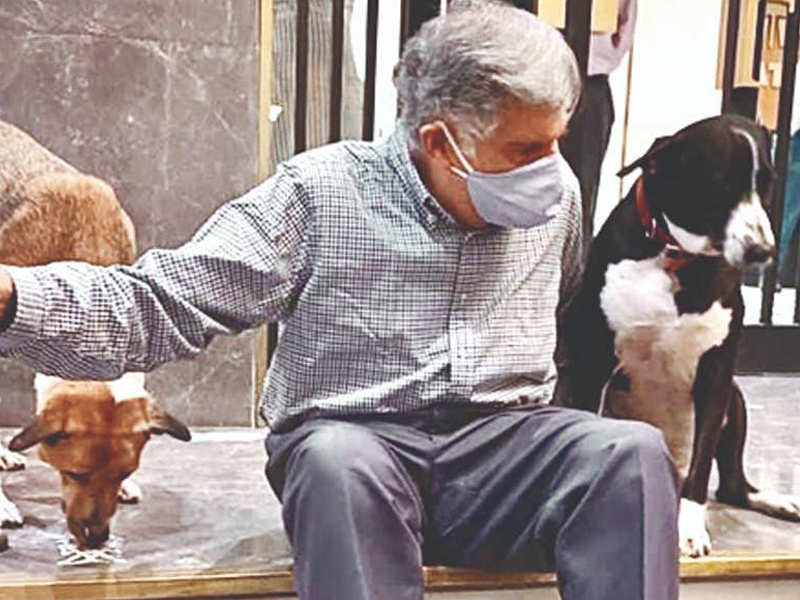 Ratan Tata spends Diwali with strays in office building, lights lamp of  hope | Mumbai News - Times of India