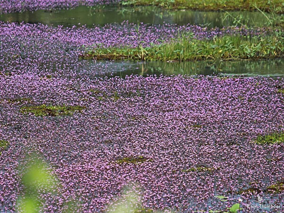 Pink aquatic plant turns Kozhikode’s Avala Pandi village into a dreamland