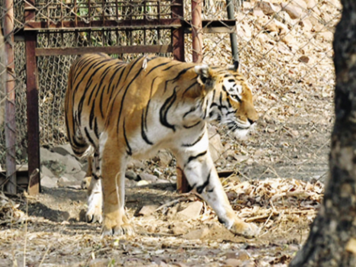 Tiger state MP lost 290 big cats in 19 years' | Bhopal News - Times of India