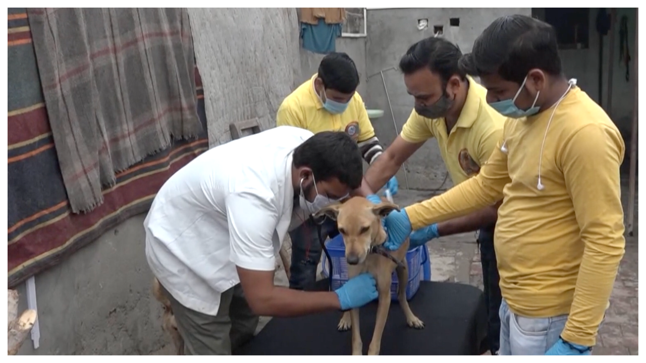 Agra-based NGO becomes home to stray dogs | News - Times of India Videos