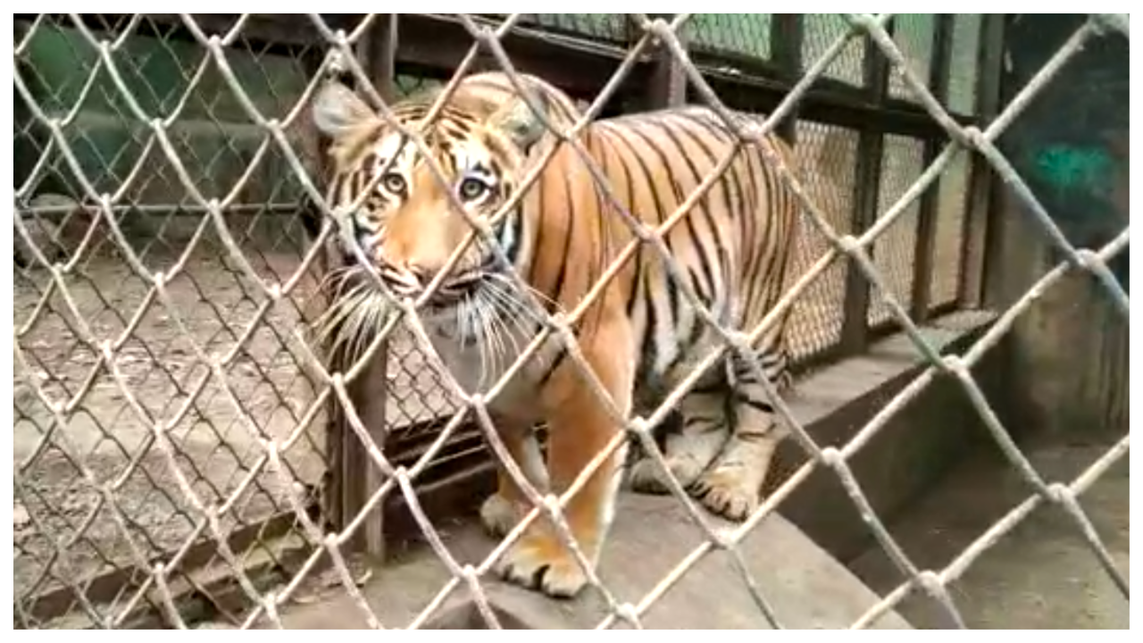 Pune: Covid curbs slash Katraj zoo revenues by 60 per cent | City - Times  of India Videos