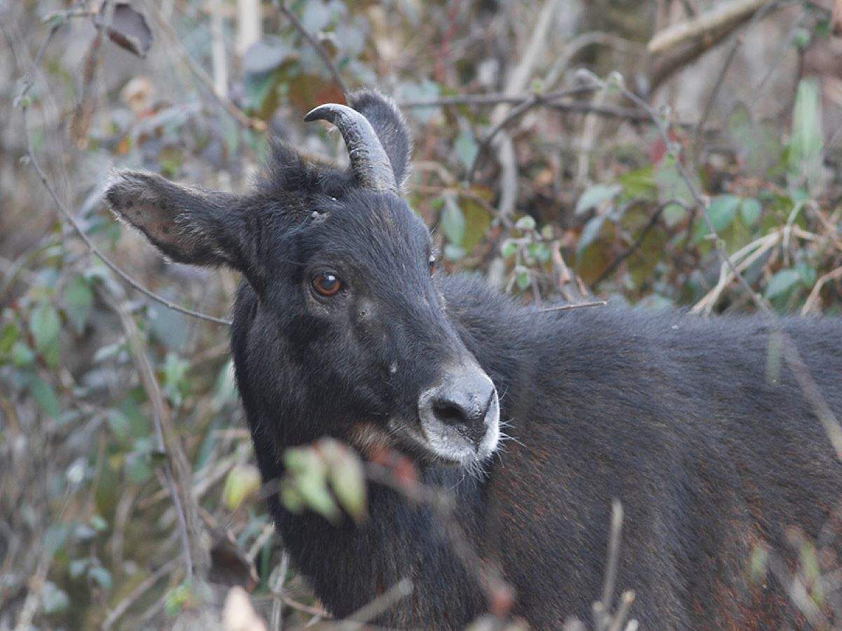 Himalayan Serow, rare goat-like antelope, spotted in Spiti