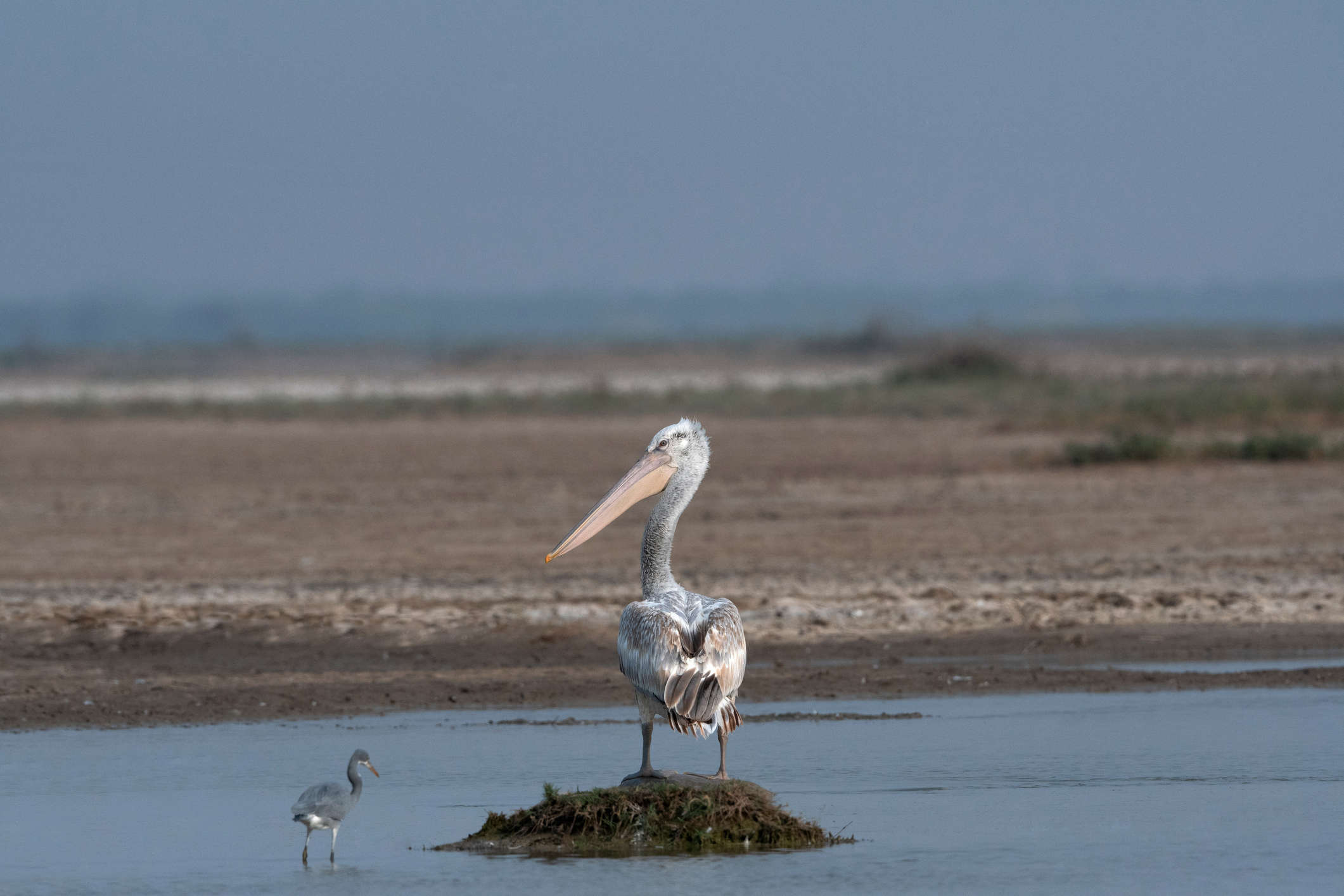 Dalmatian Pelicans make a trip Rajasthan’s Jaisalmer for the first time