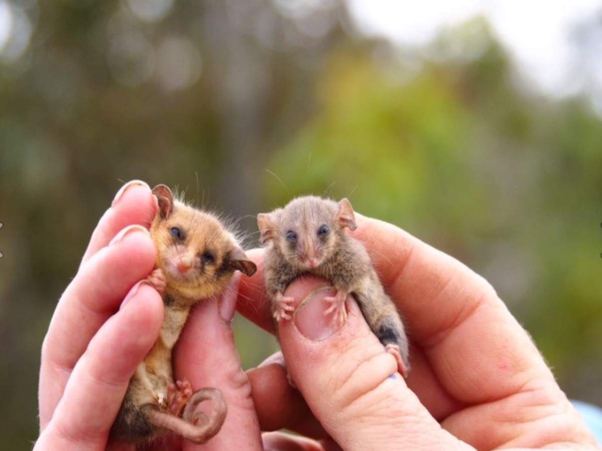Next time in Australia, meet tiny possums that survived 2020 fires