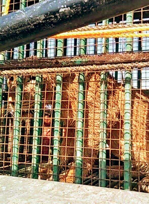 Lion rescued from open well in Mangrol | Rajkot News - Times of India