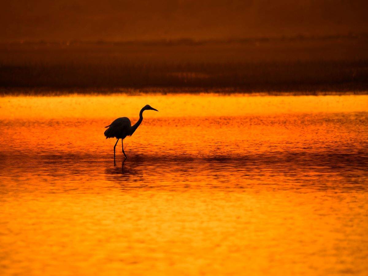 Odisha is all set to host National Chilika Bird Festival from January 8