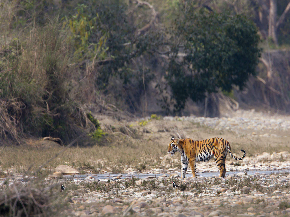 Discovering top wildlife sanctuaries in Rajasthan