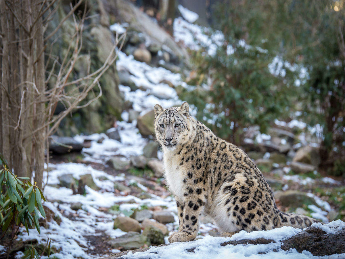 Uttarakhand set to promote conservation; organises winter snow leopard tours