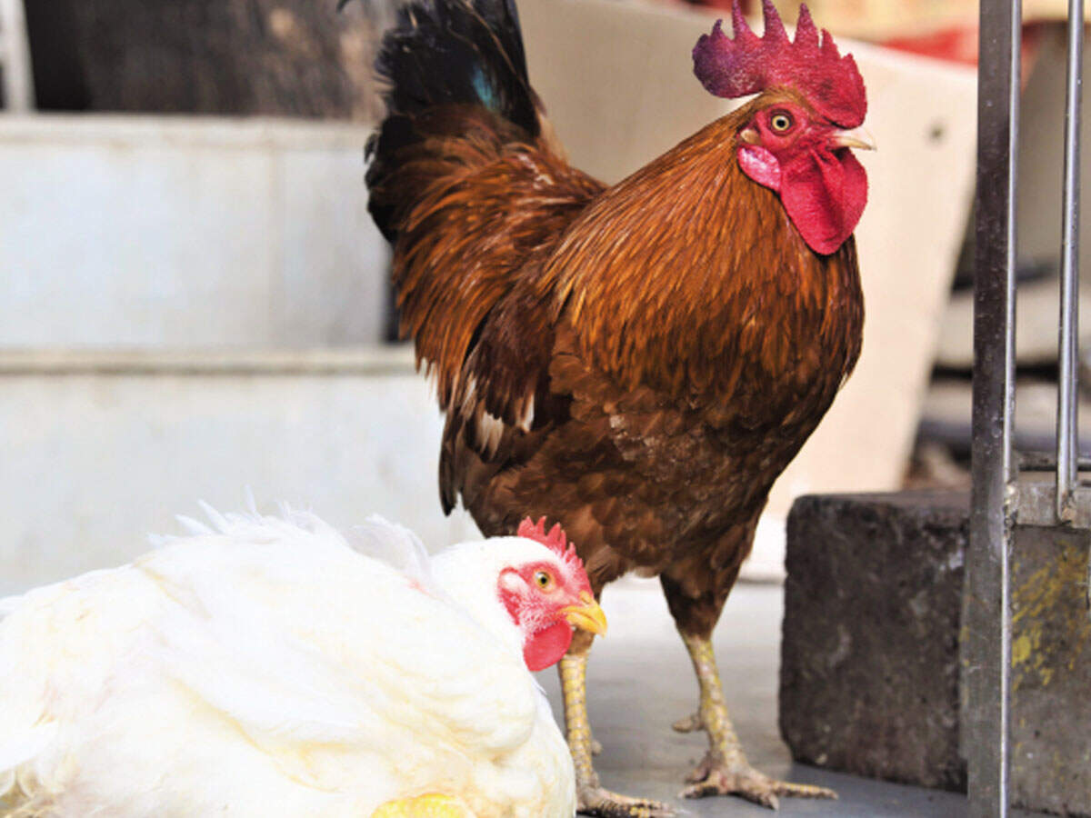 Goa: Veterinary department commences checks on bird droppings | Goa News - Times of India Goa: Veterinary department commences checks on bird droppings | Goa News - Times of India