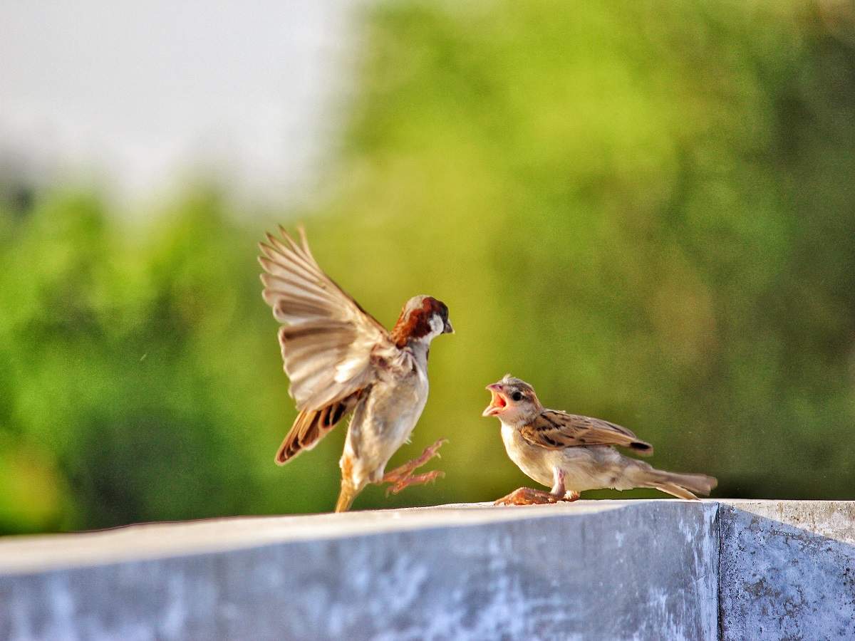 sparrow food list in tamil