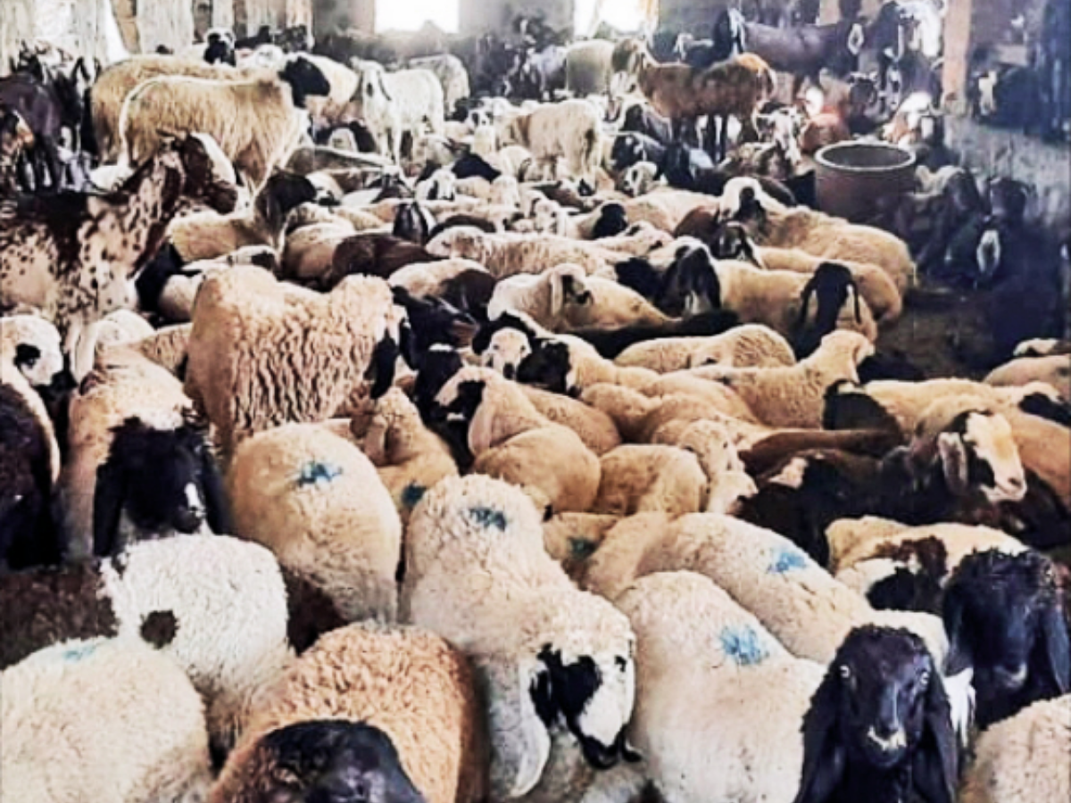 Livestock Bill 2023 Centre's draft bill raises concerns among animal