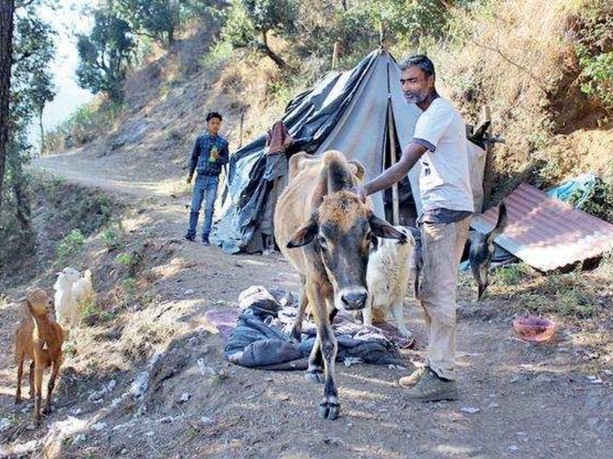 Mohammad Shoeb Alam with stray dogs and cows near his tent at Mussoorie’s Hathipaon area