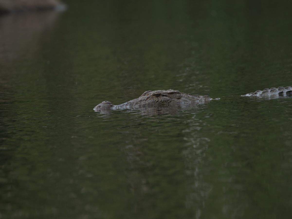 Odisha: World’s largest white crocodile park reopens
