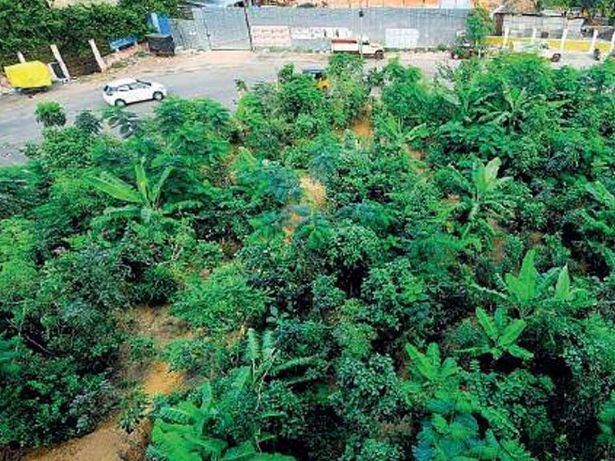 A Miyawaki forest near the Kotturpuram MRTS station