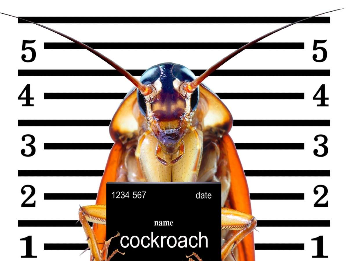 Valentine's Day Special trips: At this zoo in England, you can name a cockroach after your ex!