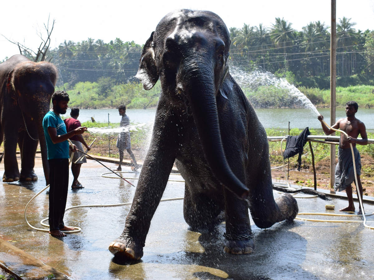 Temple Elephants Take A Break At Thekkampatti Times Of India