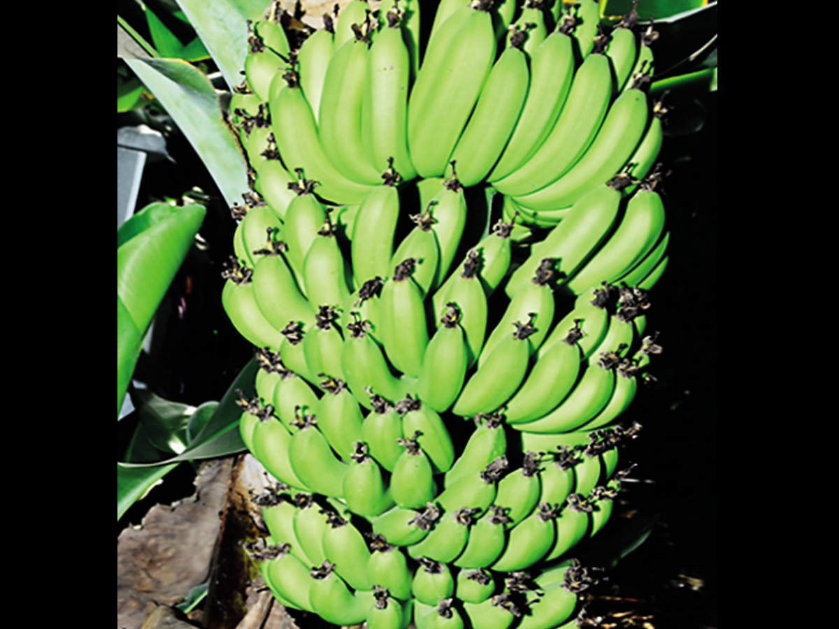 A study by BRC revealed in the last five years, plantation in 3,600 hectare were damaged in Jalgaon —a hub of banana cultivation —due to climatic conditions