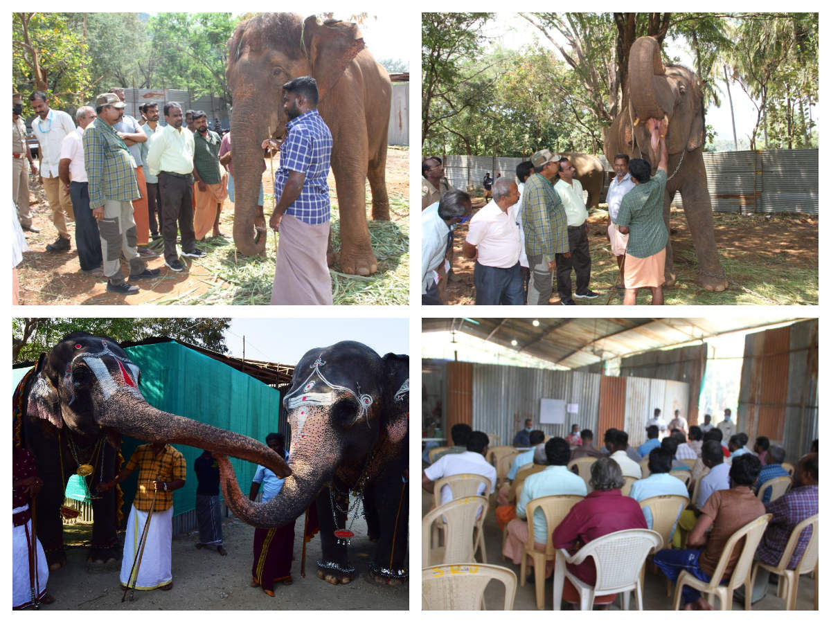 Elephantcamphorror It S Necessary To Sensitise Mahouts To Animal Behaviour Opine Experts Times Of India